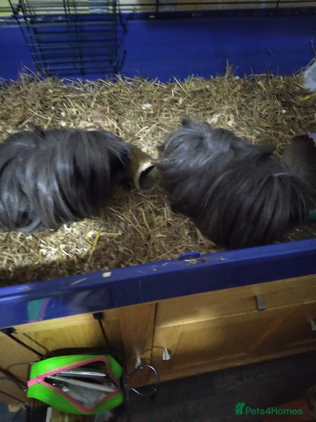 Guinea Pig rodents for sale: 2 female Guinea pigs 8 month old - Advert 1
