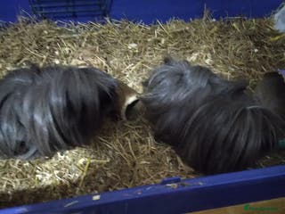 Guinea Pig rodents 2 female Guinea pigs 8 month old - Advert 16