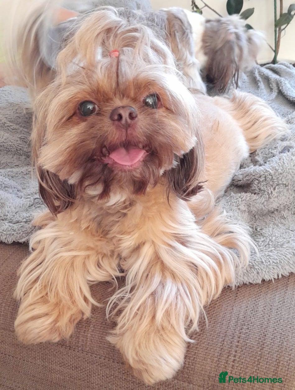 Shih Tzu dogs Imperial Shih Tzu females, 7 months, KC Registered - Advert 6