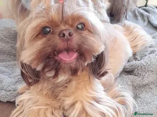 Shih Tzu dogs Imperial Shih Tzu females, 7 months, KC Registered - Advert 1