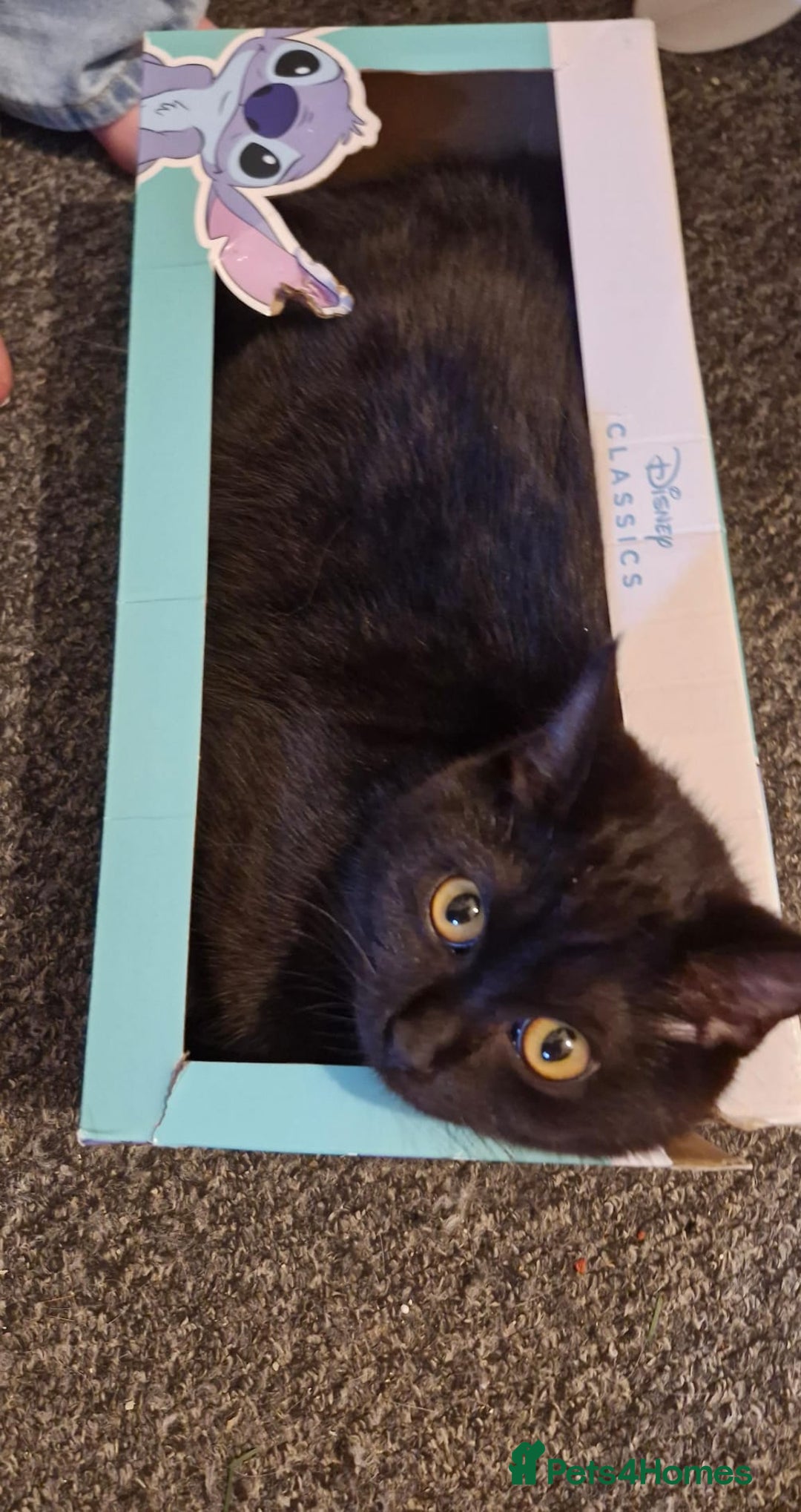 Maine Coon cats for sale: Beautiful cats looking for forever homes - Image 22