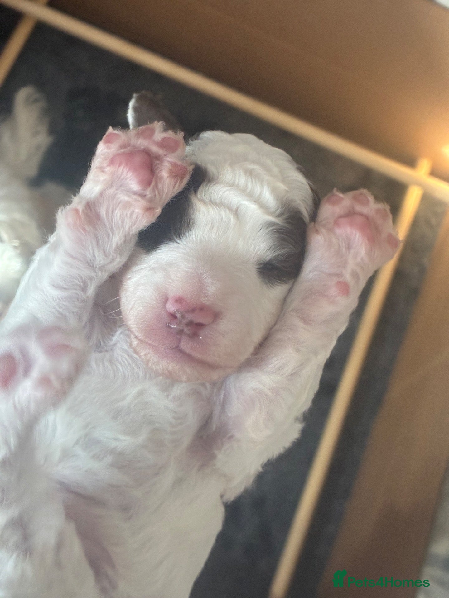 Poodle dogs Fully health tested Parti toy poodles ❤️💙💜  - Advert 5