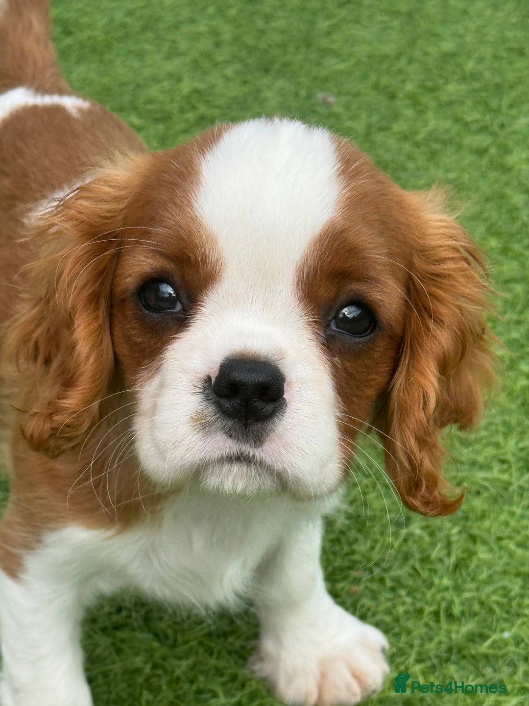 Cavalier King Charles Spaniel dogs for sale: KC Reg Health Tested Cavalier puppies  in Airdrie - Image 9