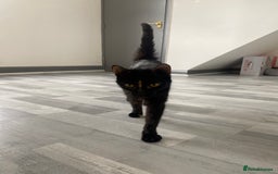 Mixed Breed cats for sale: Pickles - Image 3