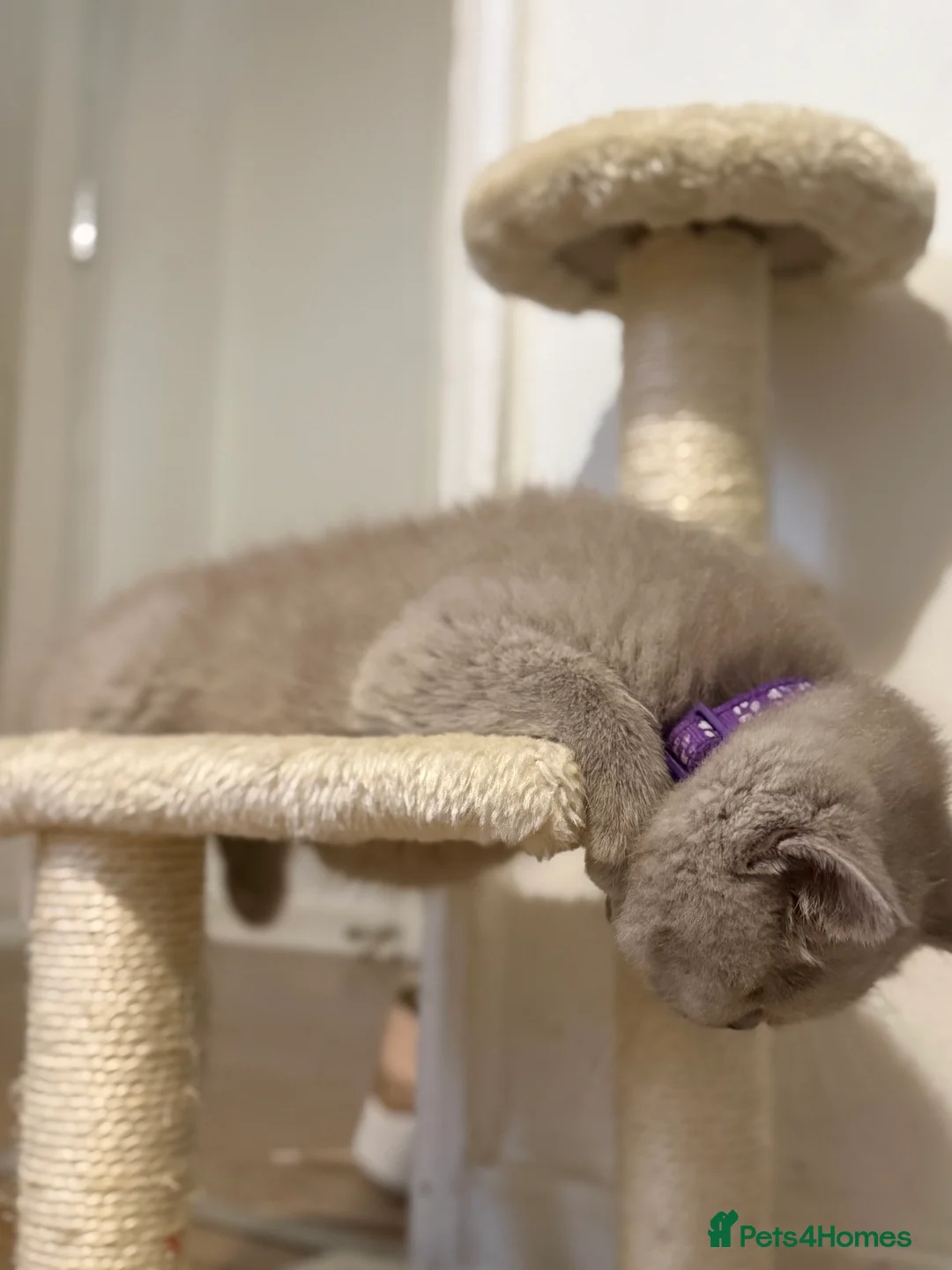 British Shorthair cats for sale: 100% Pure Pedigree Champion line Bsh BOY - Advert 2