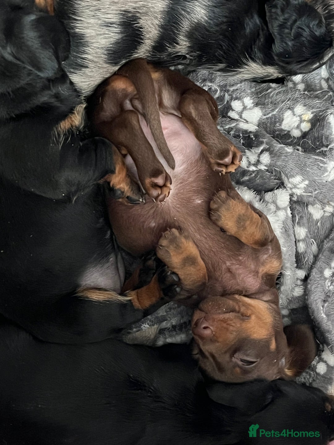 Dachshund dogs for sale: Miniature Dachshund Pups  - Advert 20