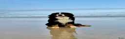 Bernese Mountain Dog dogs for sale: KC Registered Bernese Mountain Dog Puppies - Advert 2