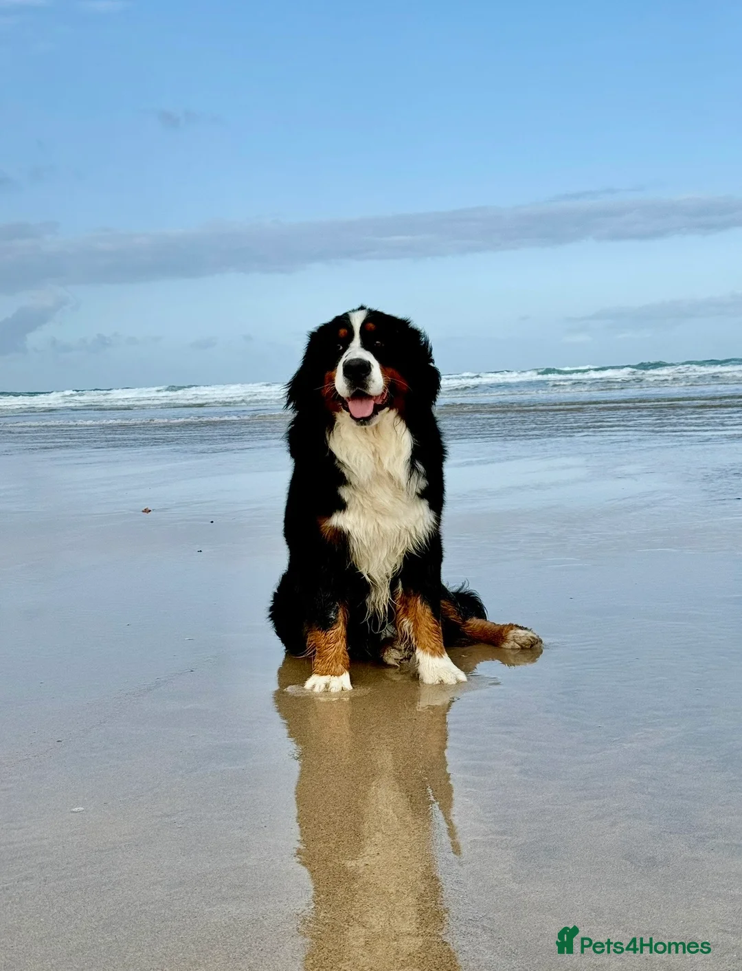 Bernese Mountain Dog dogs for sale: KC Registered Bernese Mountain Dog Puppies - Advert 2