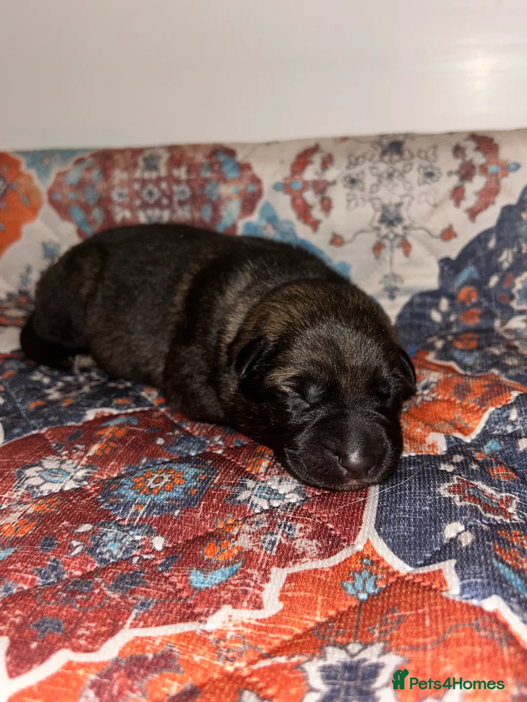 German Shepherd dogs for sale: Beautiful German shepherd pups **DM Clear!** - Advert 5