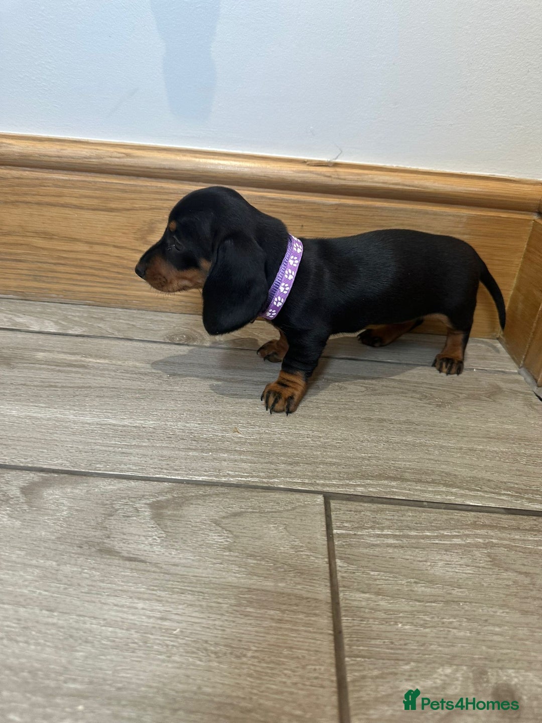 Miniature Dachshund dogs for sale: Miniature dachshund  - Image 7