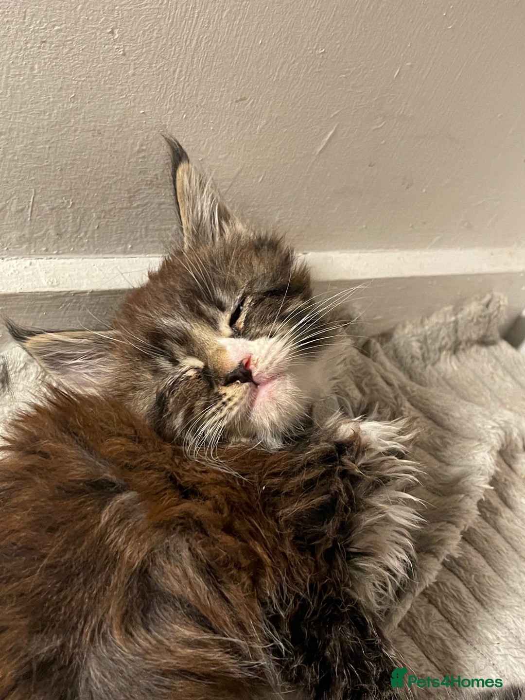 Maine Coon cats for sale: Maine coon - Advert 5