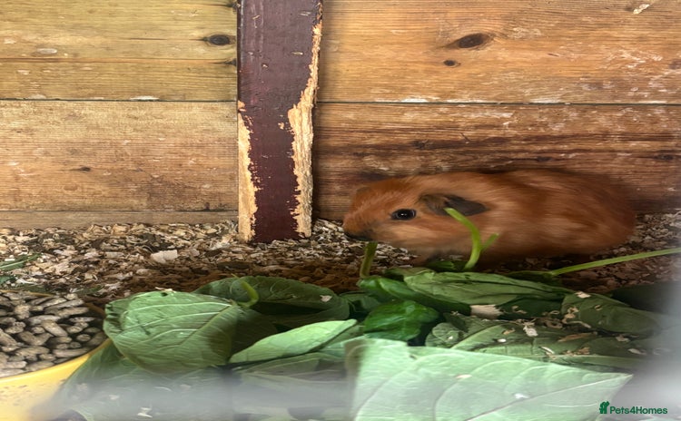 Guinea Pig rodents - Advert 3