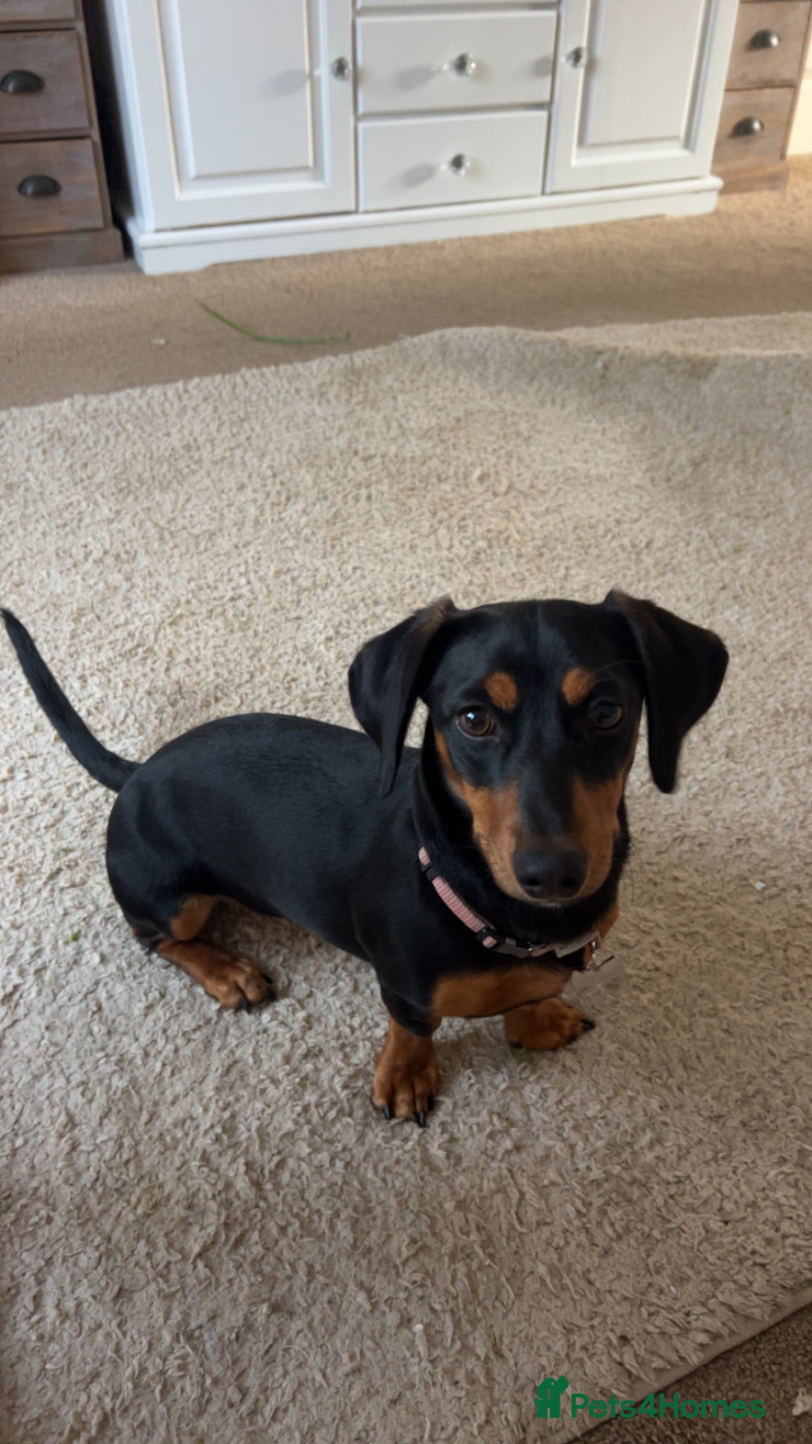 Dachshund dogs Dachsund bitch 10 Months old - Advert 1
