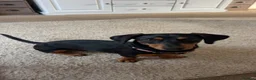 Dachshund dogs for sale: Dachsund bitch 10 Months old in Bath - Advert 1