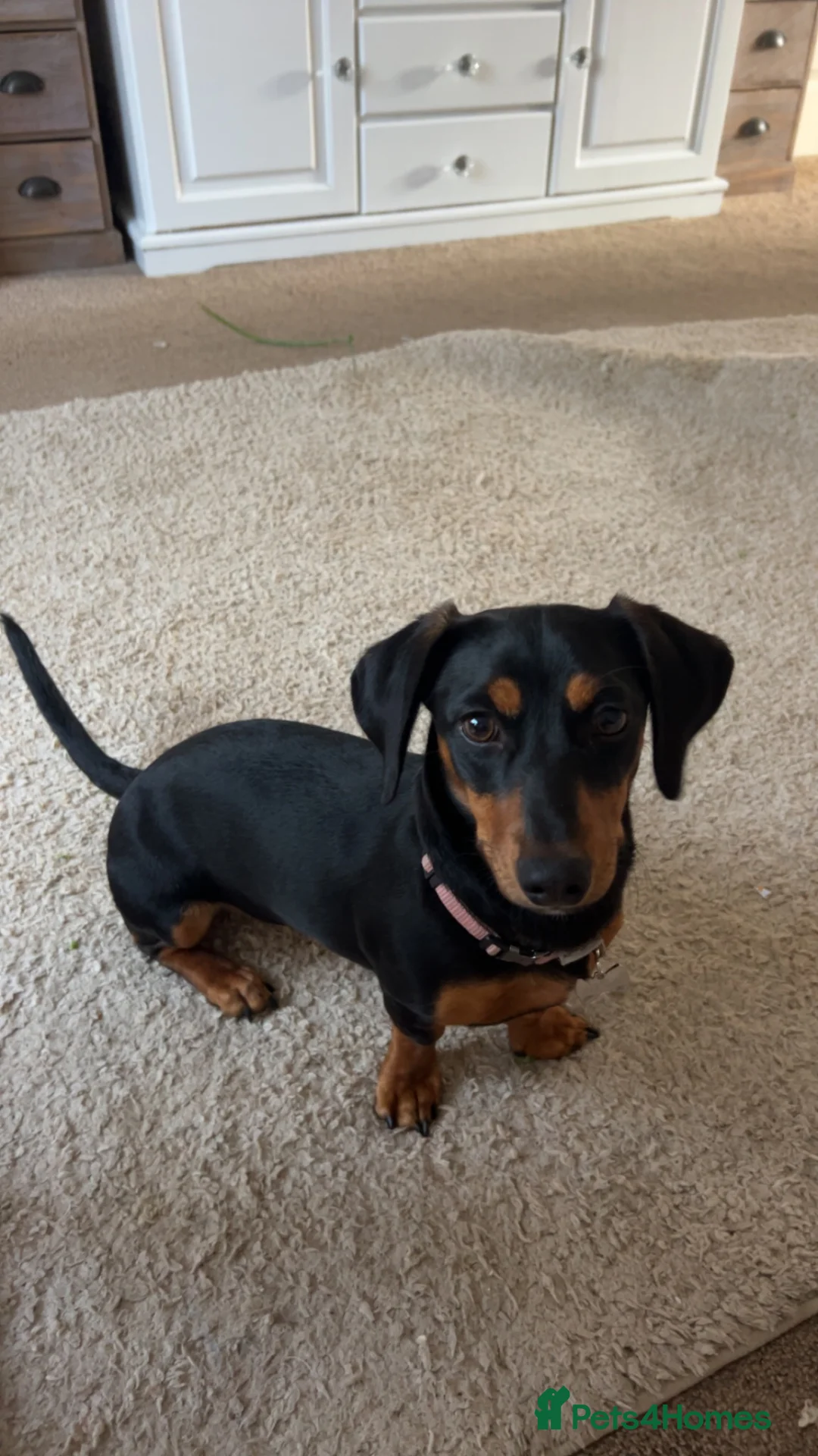 Dachshund dogs for sale: Dachsund bitch 10 Months old in Bath - Advert 1