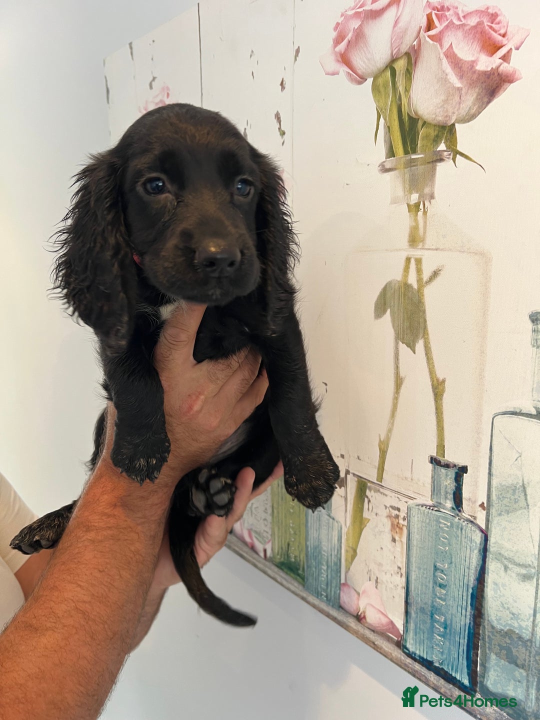 Cocker Spaniel dogs for sale: Fully health tested/champion bloodlines - Image 6
