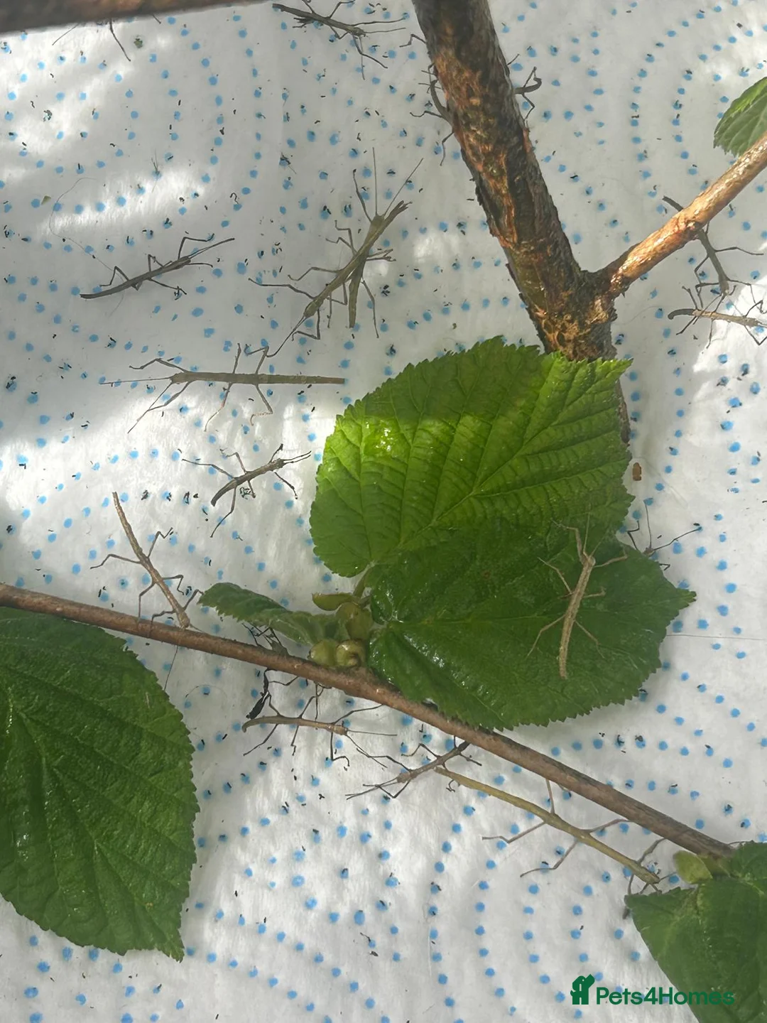 Stick Insects invertebrates for sale: Indian Stick Insects nymph, hatchlings & Eggs - Advert 1