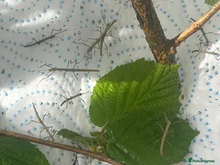 Stick Insects invertebrates Indian Stick Insects nymph, hatchlings & Eggs - Advert 17