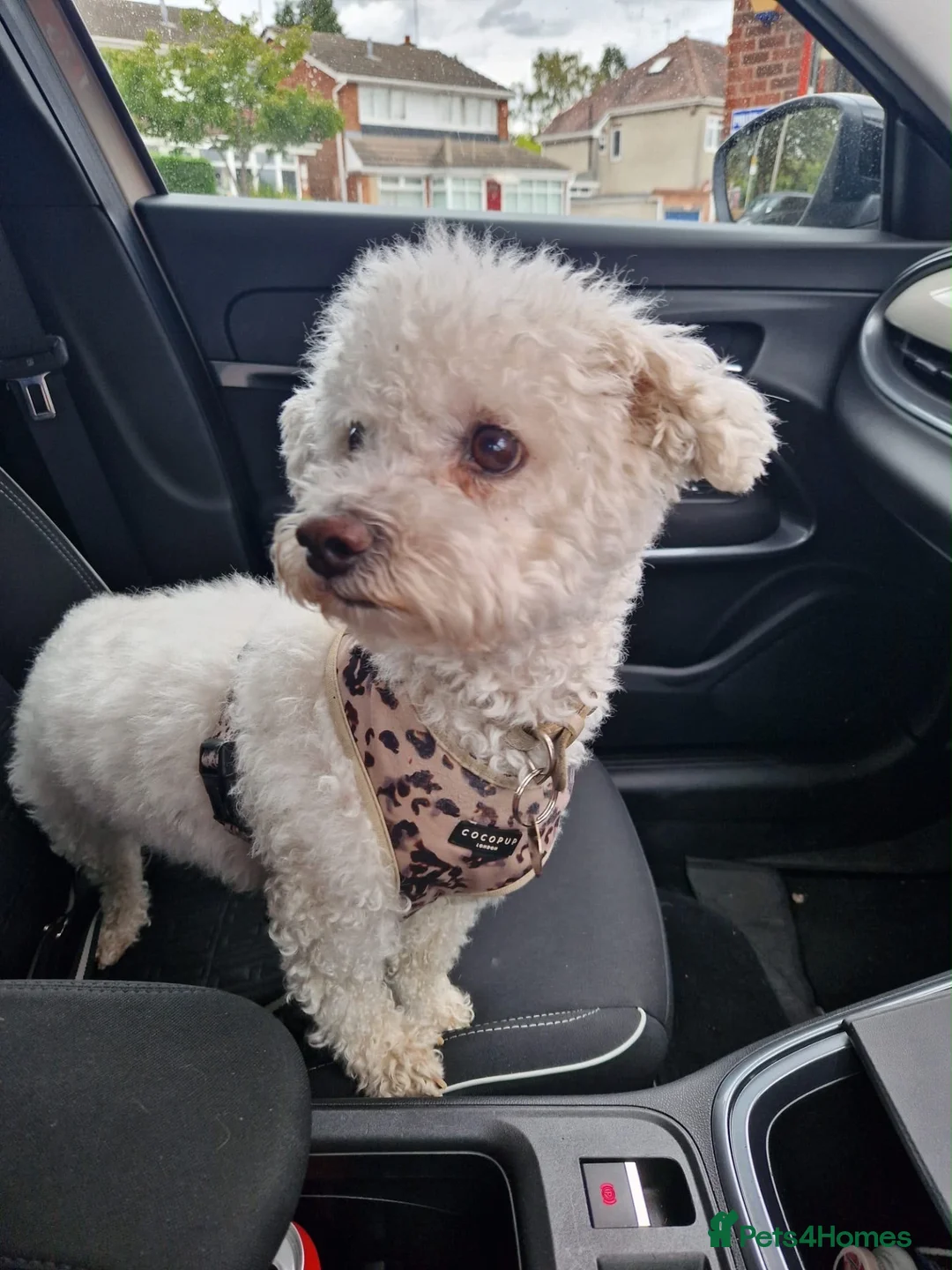 Mixed Breed dogs for adoption: 💙🐶 BARNEY – A LITTLE GENTLEMAN LOOKING FOR  in Birmingham - Advert 1