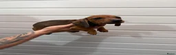 Miniature Dachshund dogs for sale: Stunning fawn miniature dashound⭐️🐶 - Advert 7