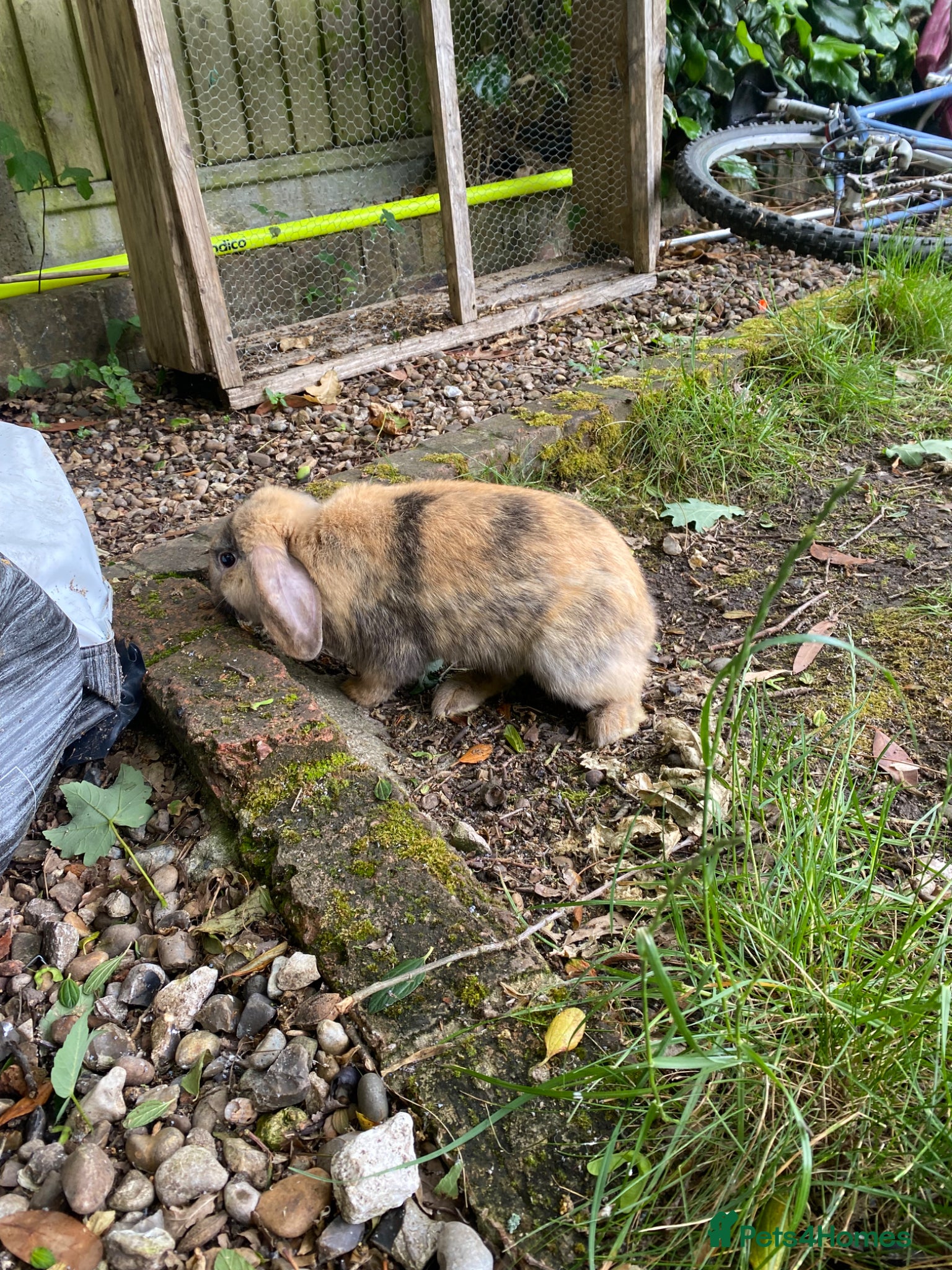 Mini Lop rabbits for sale: Proven Mini Lop Harlequin and Chocolate Bucks - Advert 2