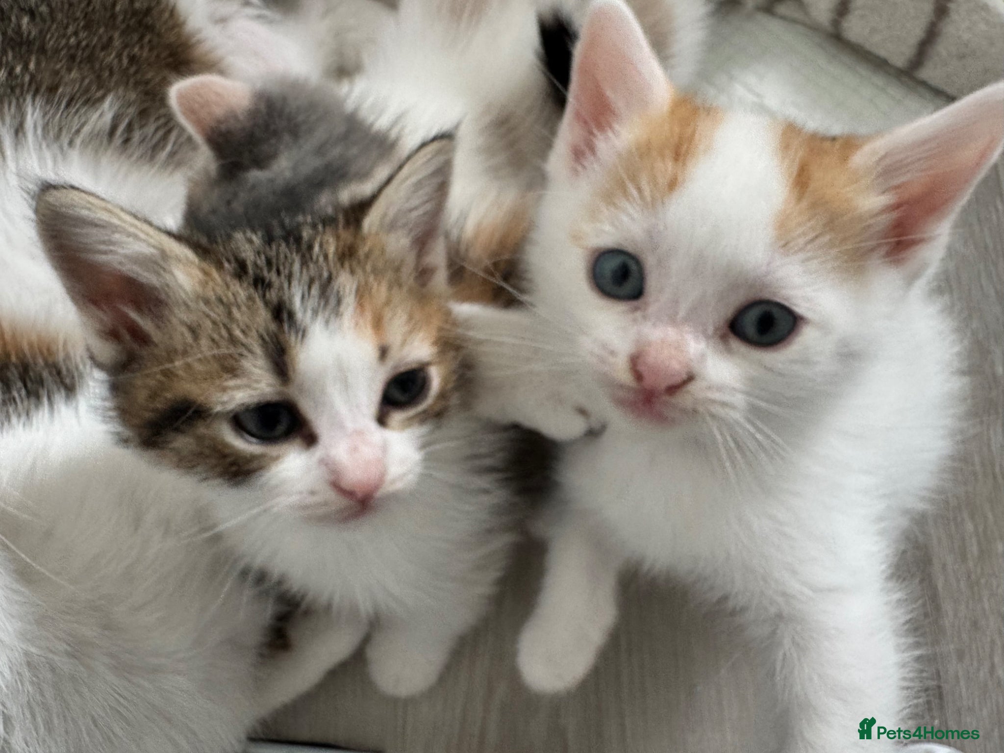 Turkish Van cats Lovely Turkish Van x Angora Kittens - Advert 2