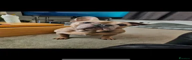 French bulldog- Troy 