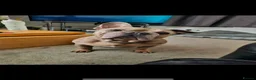 Mixed Breed dogs for sale:  ** - Charlie & Troy in Bolton - Advert 2