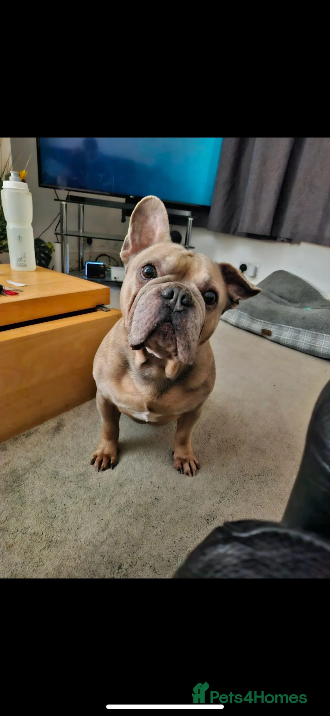 Mixed Breed dogs for sale:  ** - Charlie & Troy in Bolton - Advert 2