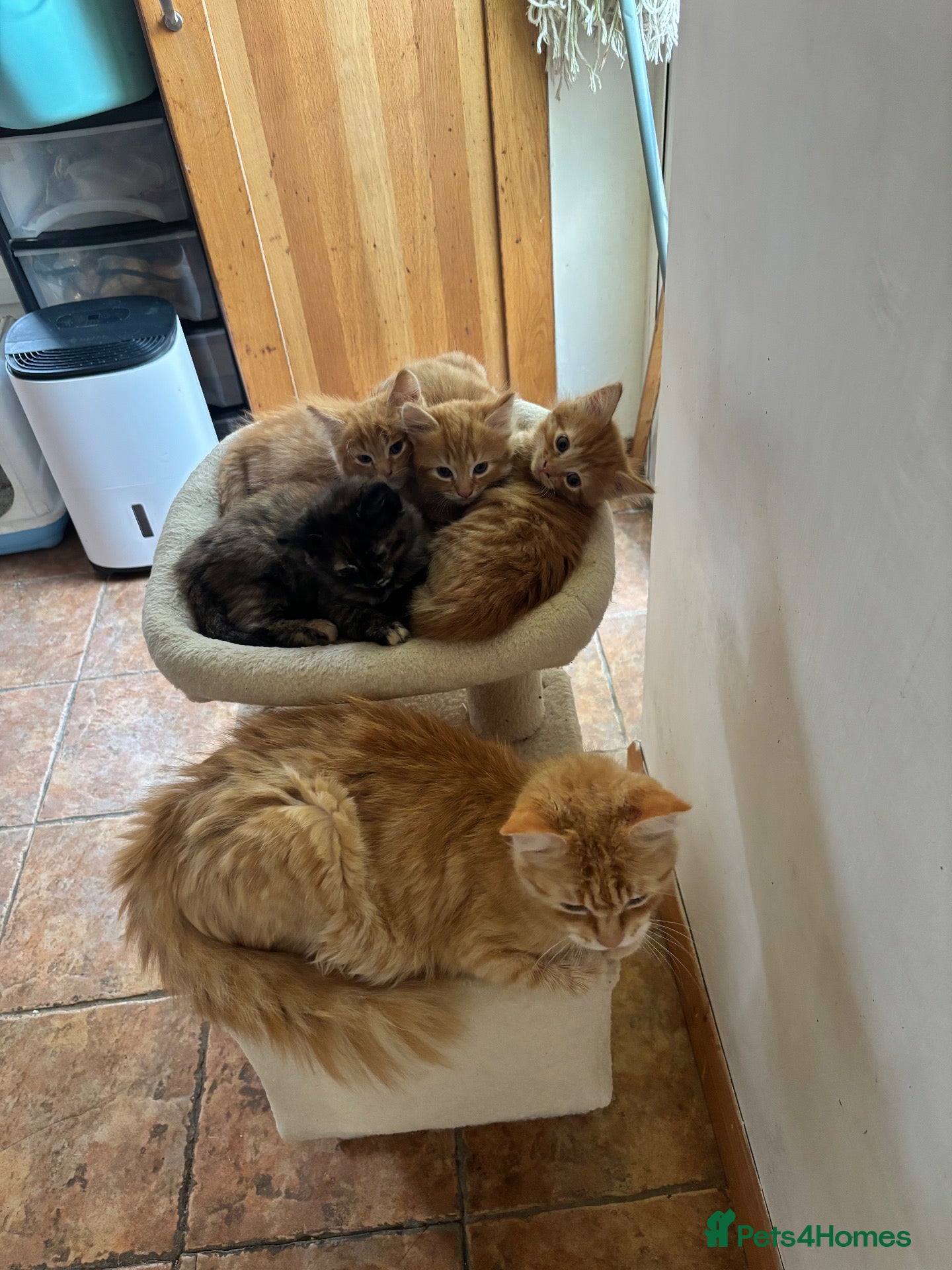 Mixed Breed cats Ginger-Tortie Kittens  - Advert 2
