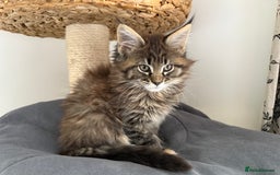 Maine Coon cats for sale: Pedigree Maine Coon Kittens - TICA Registered  - Image 8