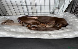 Miniature Dachshund dogs for sale: Miniature Dachshund  - Image 4