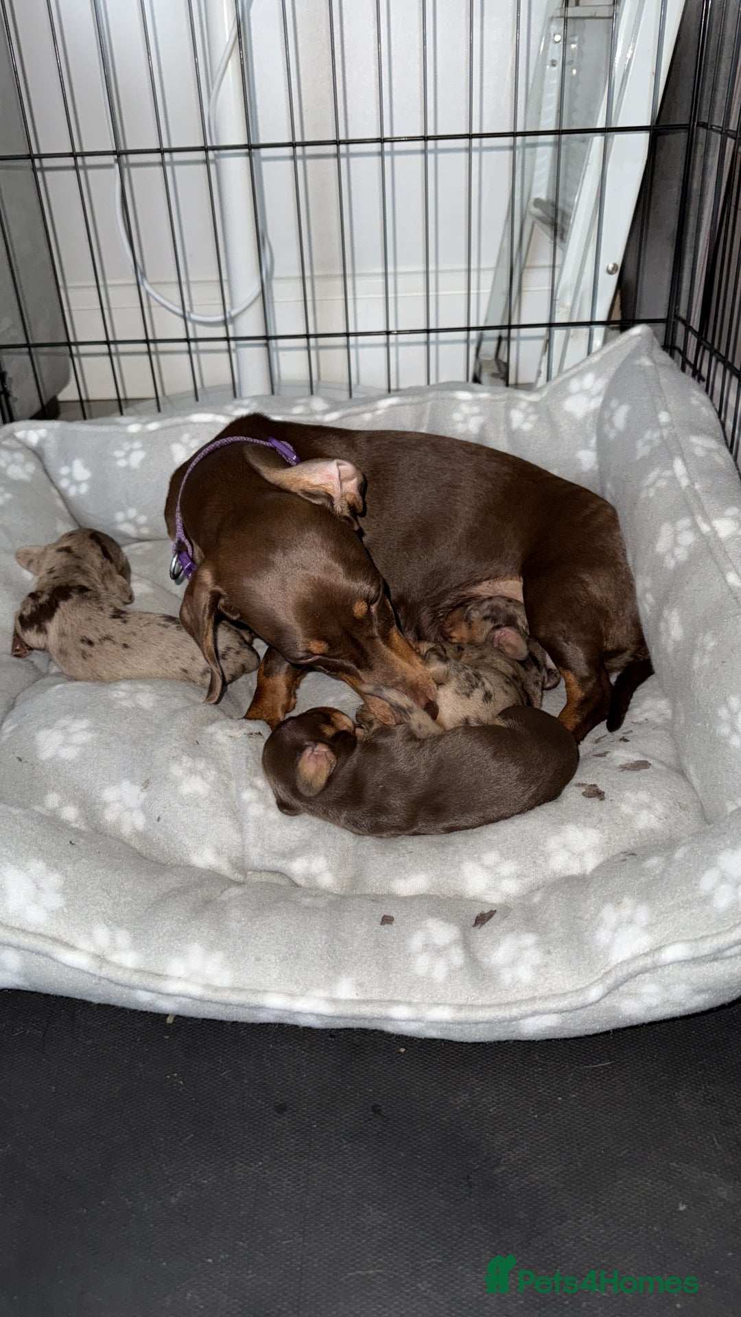Miniature Dachshund dogs for sale: Miniature Dachshund  - Image 4