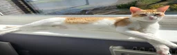 Domestic Shorthair cats for sale: Beautiful Ginger and White Shorthair 6 years old  - Advert 4