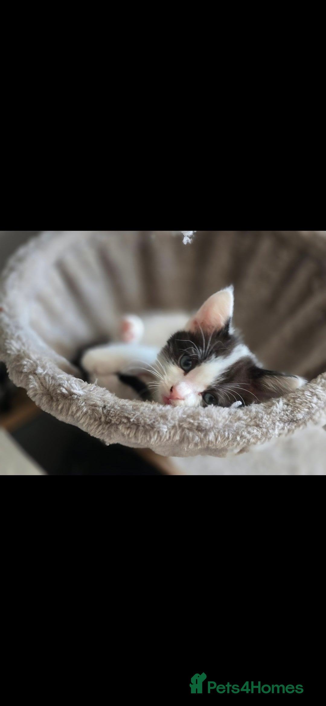 Mixed Breed cats for sale: Domestic short hair x Ragdoll - Image 19