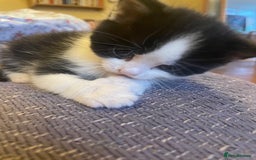 British Longhair cats for sale: British Longhair x domestic black white kittens - Image 2