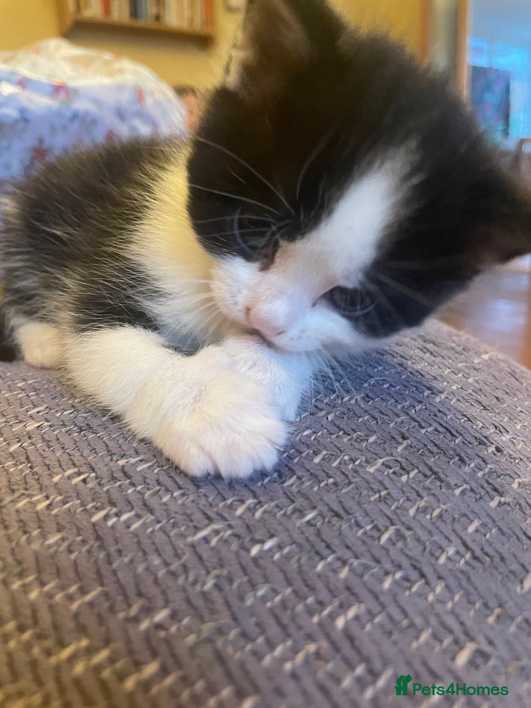 British Longhair cats for sale: British Longhair x domestic black white kittens - Image 2