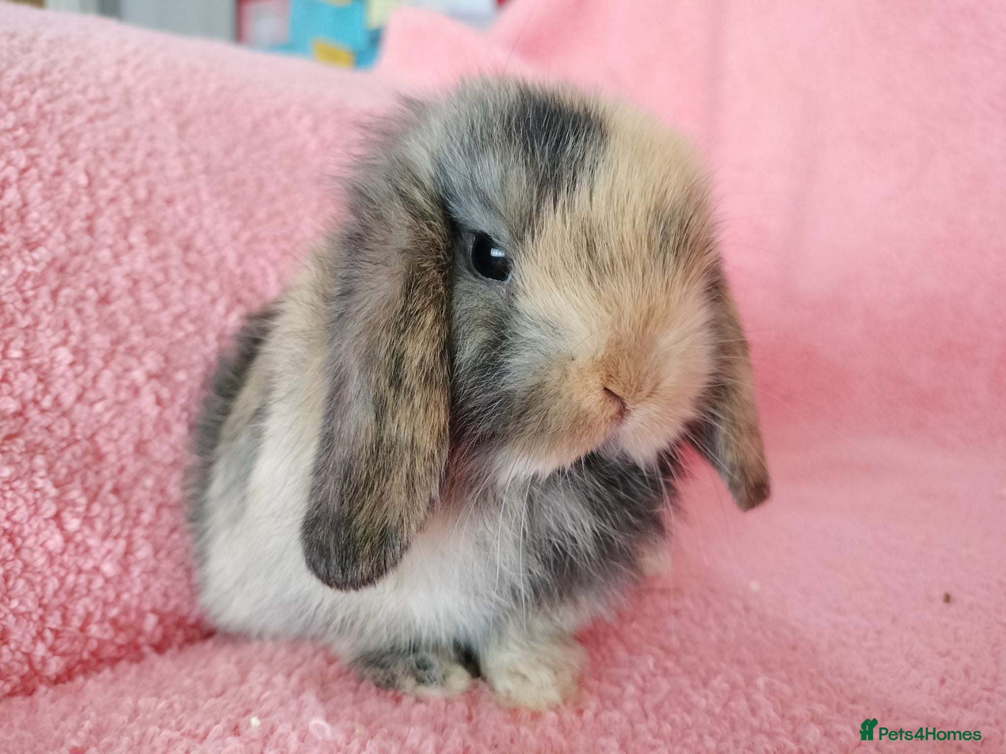 Mini Lop rabbits Baby mini lops for sale  - Advert 1