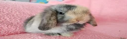 Mini Lop rabbits for sale: Baby mini lops for sale  - Advert 1
