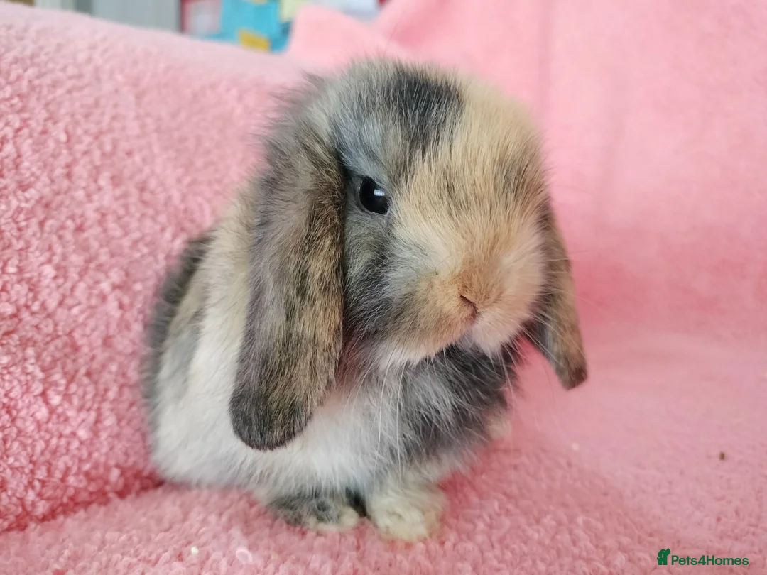 Mini Lop rabbits for sale: Baby mini lops for sale  - Advert 1