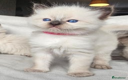 Ragdoll cats for sale: Ragdoll kittens  - Advert 5