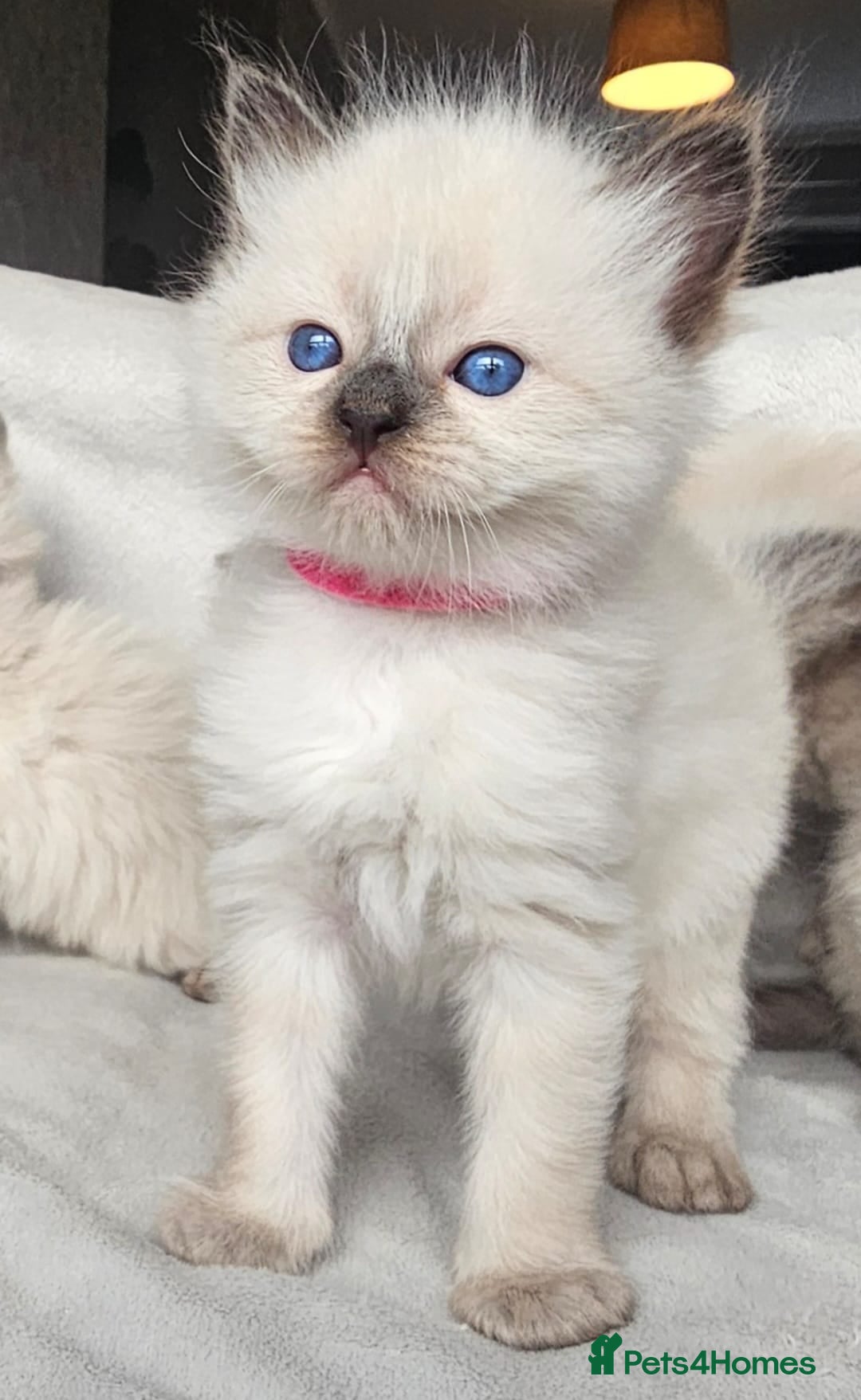 Ragdoll cats for sale: Ragdoll kittens  - Advert 5