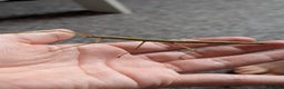 Stick Insects invertebrates for sale: Stick Insects £1 each - Advert 3