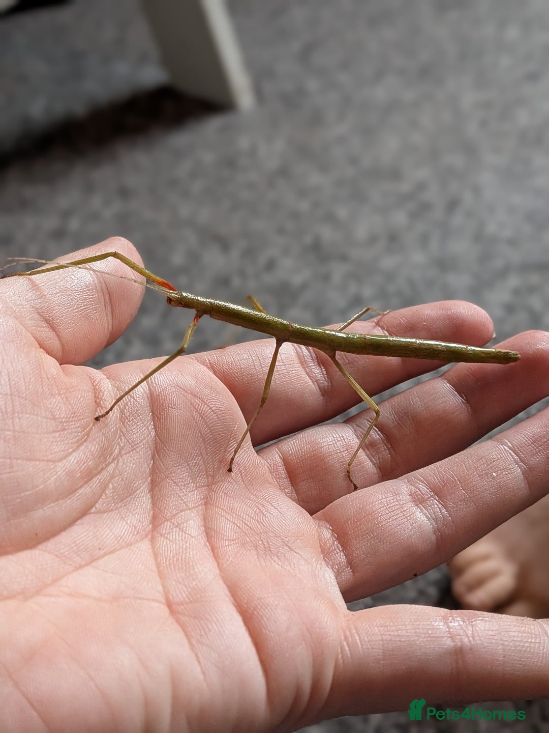 Stick Insects invertebrates for sale: Stick Insects £1 each - Advert 3