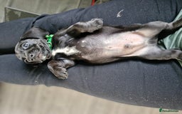 Miniature Dachshund dogs for sale: Miniature dachshund  - Image 20