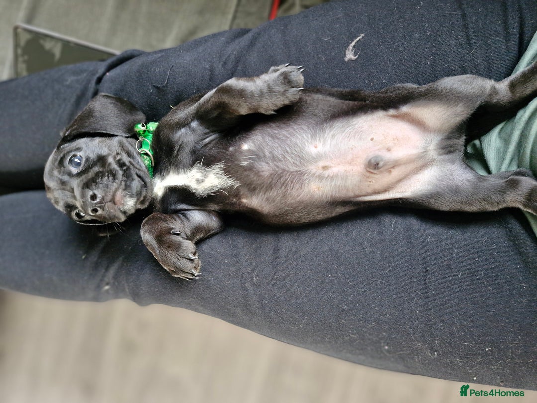 Miniature Dachshund dogs for sale: Miniature dachshund  - Image 20