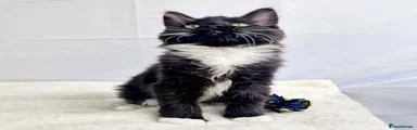 Maine Coon 4
