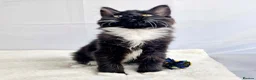 Maine Coon cats for sale: TICA registered Stunning Big boys - Advert 18