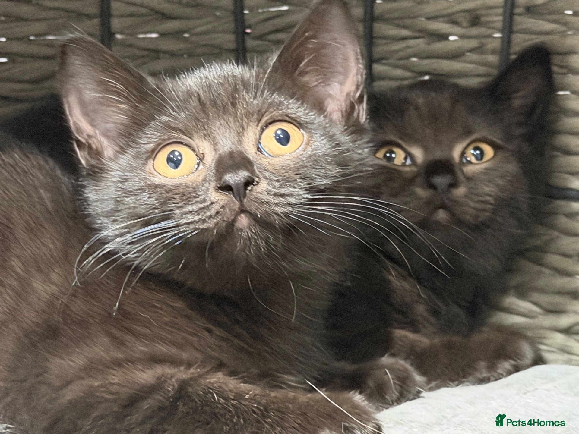 British Shorthair cats Kitens ready now  3 girls available  - Advert 2