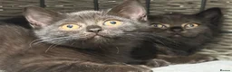 British Shorthair cats for sale: Last two girls available  - Advert 4